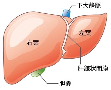 肝臓