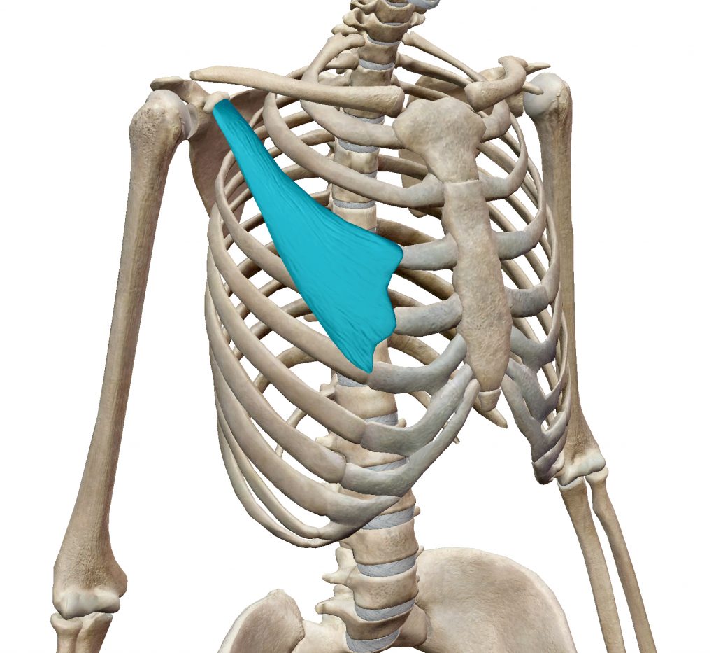 姿勢【巻き肩③】