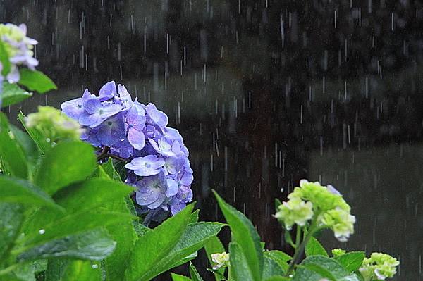 梅雨時期の痛み