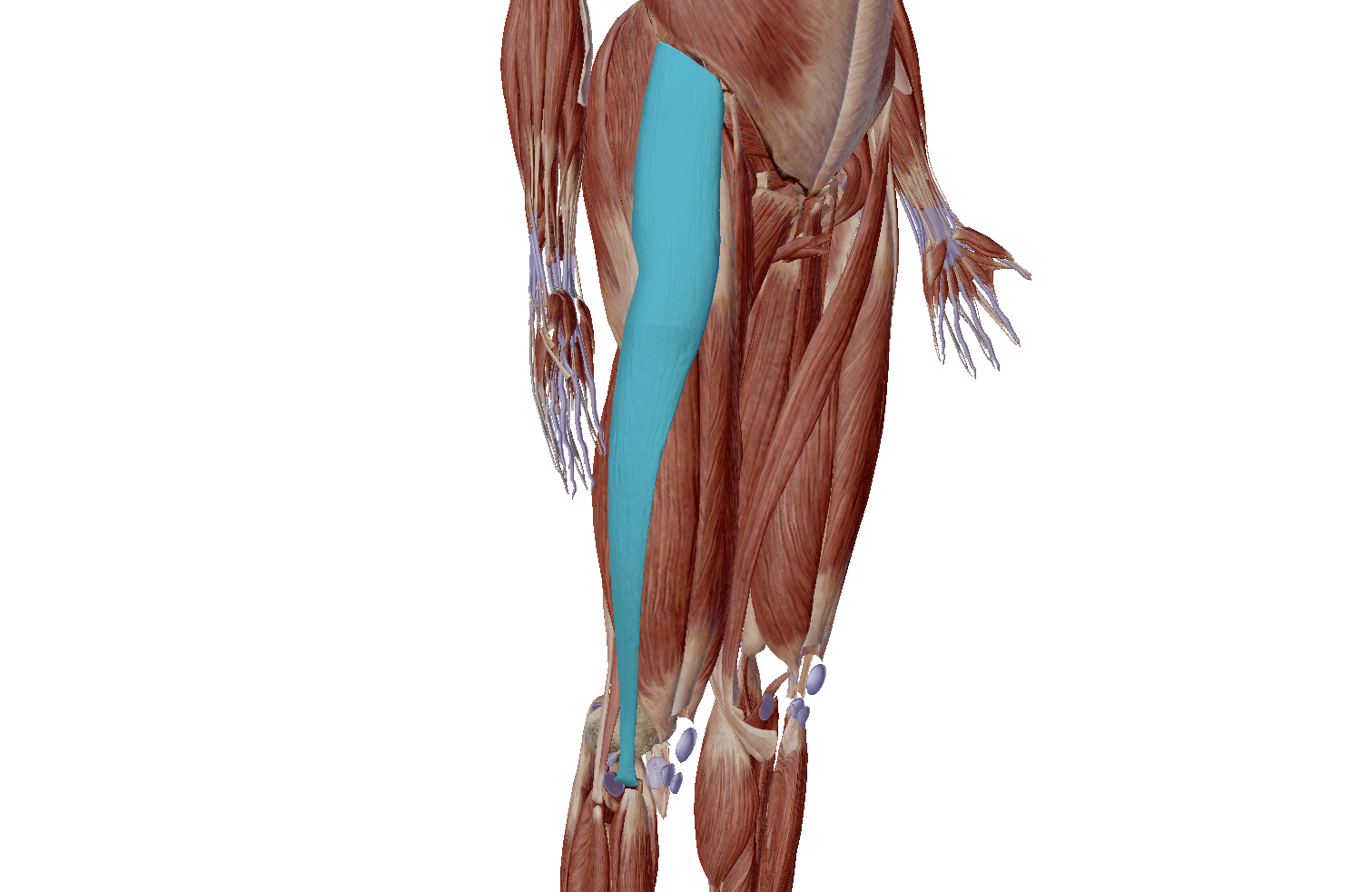 腰痛の筋肉⑧【大腿筋膜張筋etc】