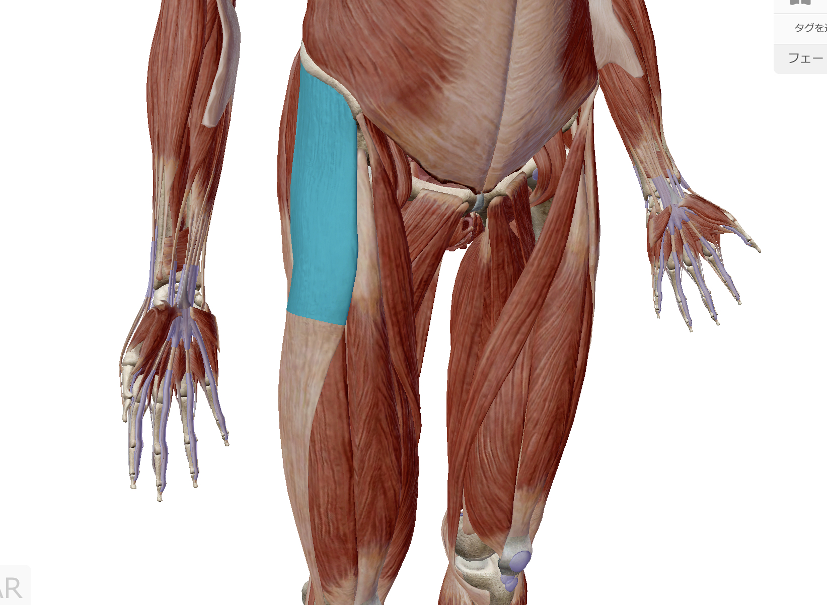 マッサージのポイント 大腿筋膜張筋